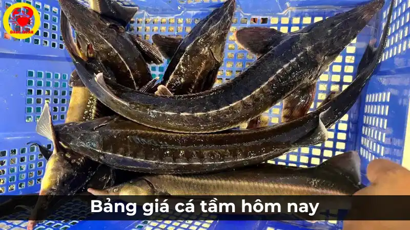 Bảng giá cá tầm hôm nay tại Vựa Cua Đăng Quân