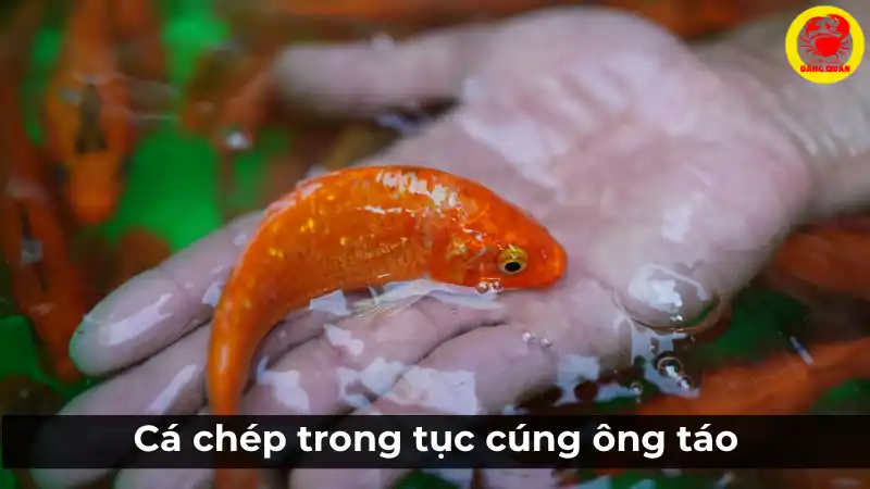 Cá chép vàng trong tục cúng ông Táo truyền thống