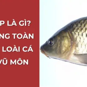 Cá chép là gì? Cẩm nang toàn diện về loài cá vượt vũ môn.