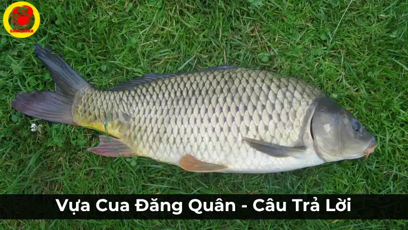 Mua cá chép ở đâu tại Cần Thơ? Vựa Cua Đăng Quân cung cấp cá chép tươi sống.