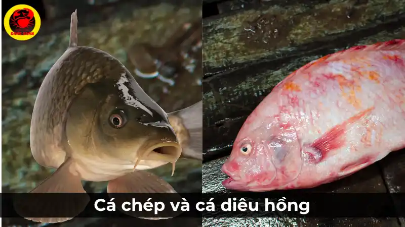 So sánh cá chép và cá diêu hồng về giá trị dinh dưỡng