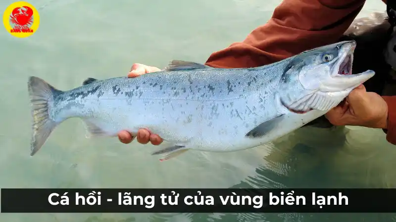 Cá hồi: Lắng từ của vùng biển lạnh - So sánh cá tầm và cá hồi.