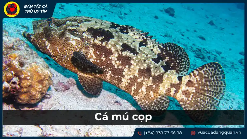Cá mú cọp là gì? Đặc điểm và giá trị của cá mú cọp. Cá mú cọp là gì? Đặc điểm và giá trị của cá mú cọp.