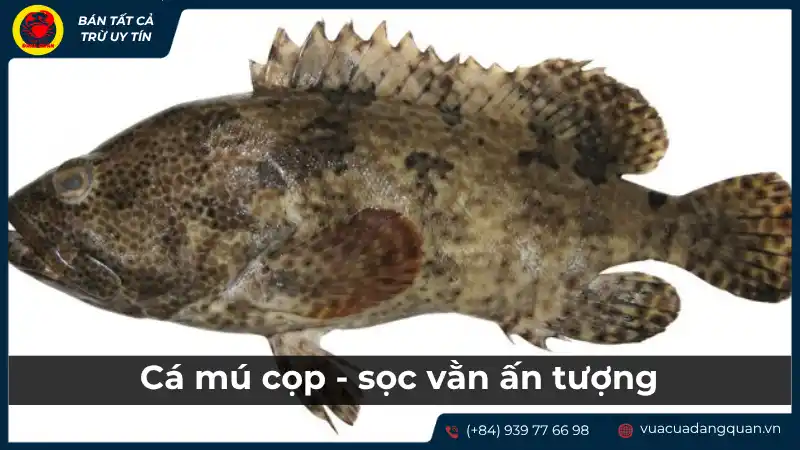 Cá mú cọp với vằn ấn tượng: Các loại cá mú phổ biến.