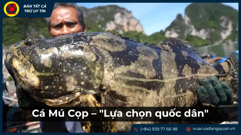 Cá mú cọp đỏ đang bơi trong nước, nổi bật với màu sắc và hoa văn đặc trưng, gợi ý đây là một lựa chọn quốc dân cho cá mú ngon. Cá mú cọp đỏ đang bơi trong nước, nổi bật với màu sắc và hoa văn đặc trưng, gợi ý đây là một lựa chọn quốc dân cho cá mú ngon.