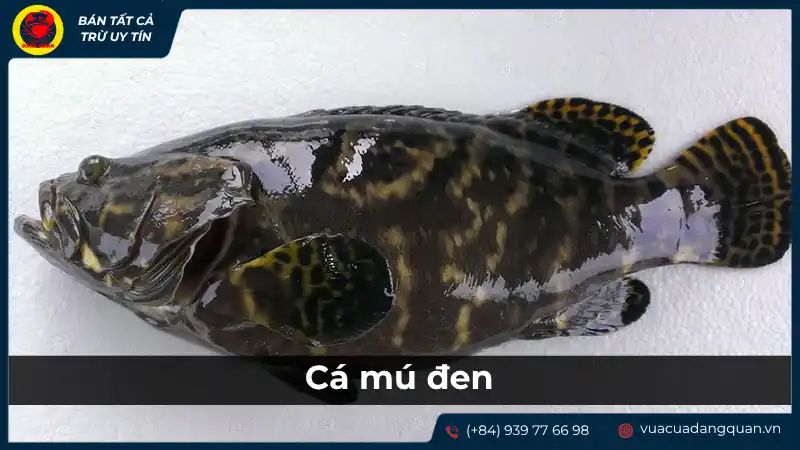 Cá mú đen là gì? Đặc điểm và giá trị của cá mú đen. Cá mú đen là gì? Đặc điểm và giá trị của cá mú đen.