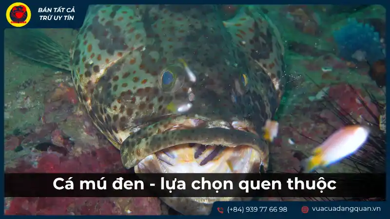 Cá mú đen: Lựa chọn quen thuộc trong các loại cá mú phổ biến.