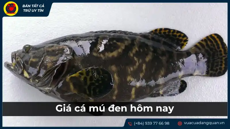 Một con cá mú đen đang bơi trong bể hoặc được bày bán, minh họa cá mú đen và giá cả hiện tại.