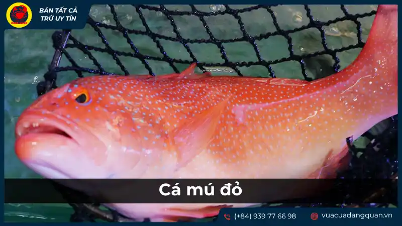 Cá mú đỏ là gì? Đặc điểm và giá trị của cá mú đỏ. Cá mú đỏ là gì? Đặc điểm và giá trị của cá mú đỏ.