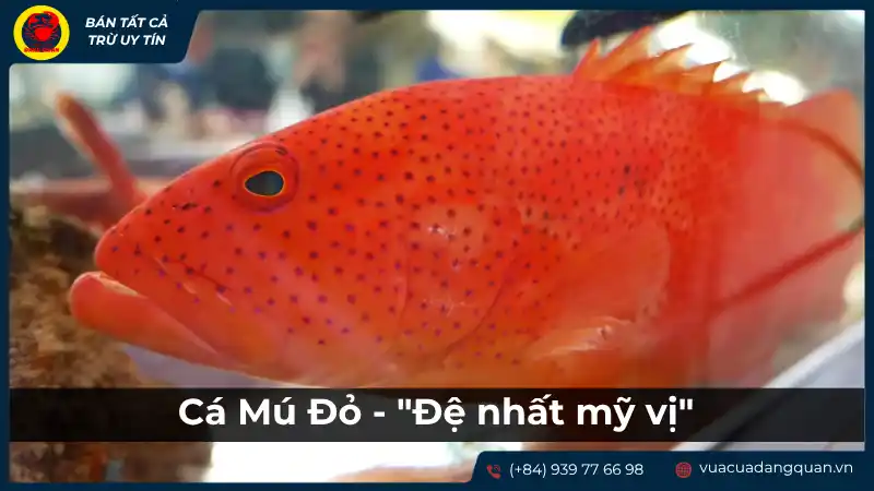 Cận cảnh một con cá mú đỏ tươi rói, nổi bật với màu sắc và có thể là kích thước lớn, gợi ý đây là loại cá mú đỏ ngon nhất xứ. Cận cảnh một con cá mú đỏ tươi rói, nổi bật với màu sắc và có thể là kích thước lớn, gợi ý đây là loại cá mú đỏ ngon nhất xứ.