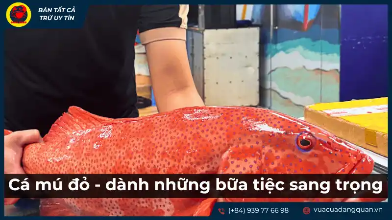 Cá mú đỏ: Dành cho những bữa tiệc sang trọng, các loại cá mú phổ biến.