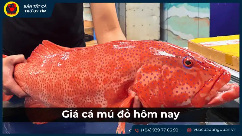 Một con cá mú đỏ tươi rói, nổi bật với màu sắc bắt mắt, minh họa cá mú đỏ và giá cả hiện tại.