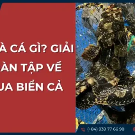 Cá mú là cá gì? Giải mã toàn tập về ông vua biển cả.