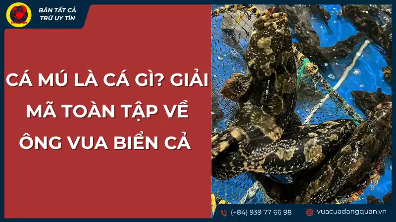 Cá mú là cá gì? Giải mã toàn tập về ông vua biển cả.