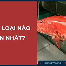 Một con cá mú đỏ tươi rói, nổi bật với màu sắc và có thể là kích thước lớn, gợi ý đây là một trong những loại cá mú ngon nhất.