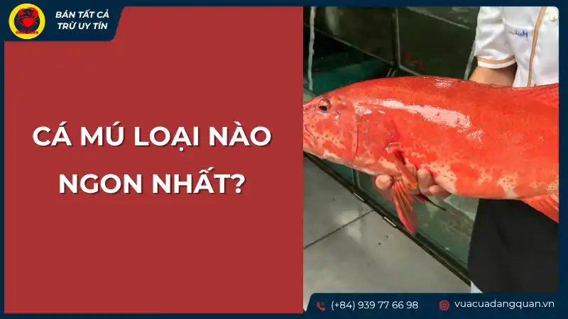 Một con cá mú đỏ tươi rói, nổi bật với màu sắc và có thể là kích thước lớn, gợi ý đây là một trong những loại cá mú ngon nhất.