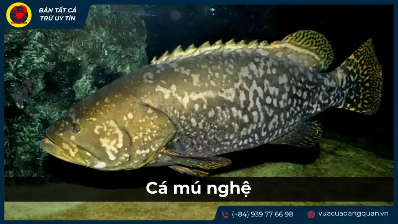 Cá mú nghệ là gì? Đặc điểm và giá trị của cá mú nghệ. Cá mú nghệ là gì? Đặc điểm và giá trị của cá mú nghệ.