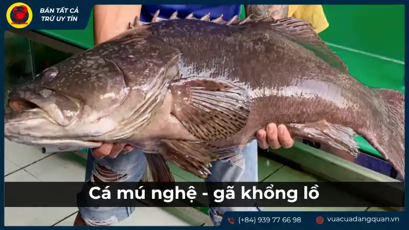 Cá mú nghệ: Kích thước khủng, một trong các loại cá mú phổ biến.