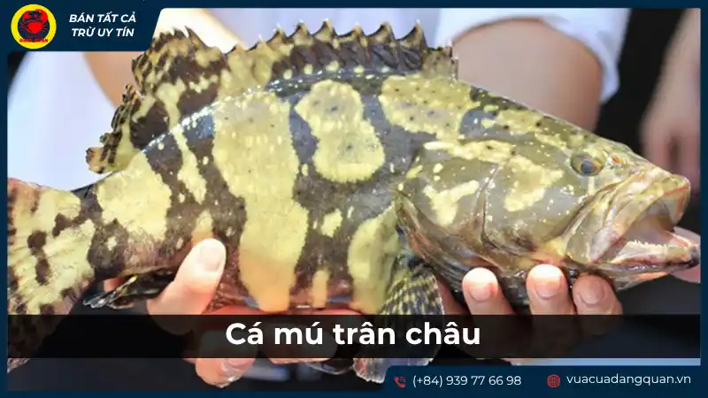 Cá mú trân châu là gì? Đặc điểm và giá trị của cá mú trân châu. Cá mú trân châu là gì? Đặc điểm và giá trị của cá mú trân châu.