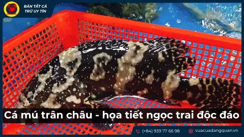 Cá mú trân châu: Hoa tiết ngọc trai độc đáo, phổ biến.