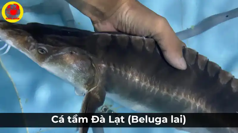 Cá tầm Đà Lạt (Beluga lai) tươi sống: Bảng giá cá tầm hôm nay.