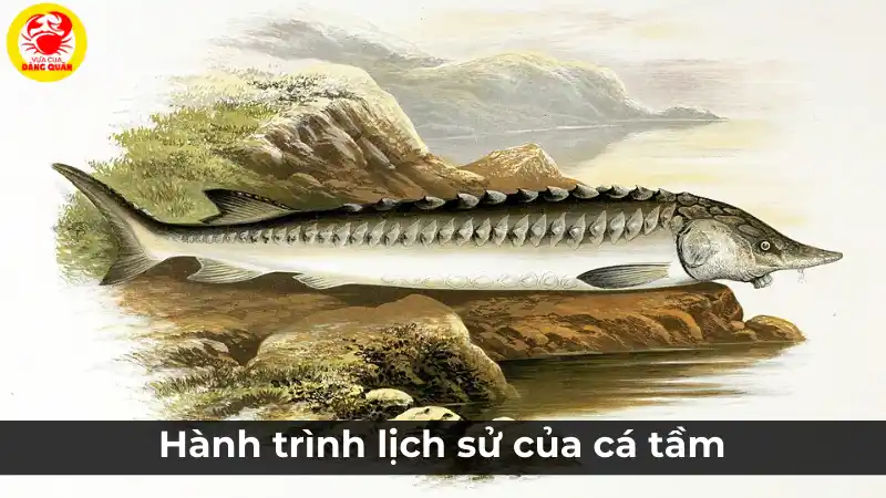 Cá tầm là hóa thạch sống: Hành trình lịch sử và đặc điểm.