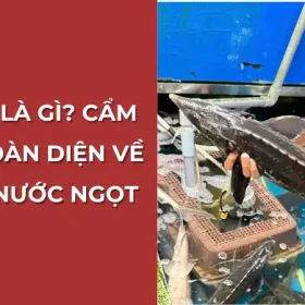 Cá tầm là gì? Cẩm nang toàn diện về vua cá nước ngọt.