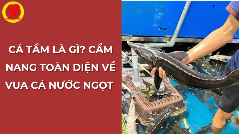 Cá tầm là gì? Cẩm nang toàn diện về vua cá nước ngọt.