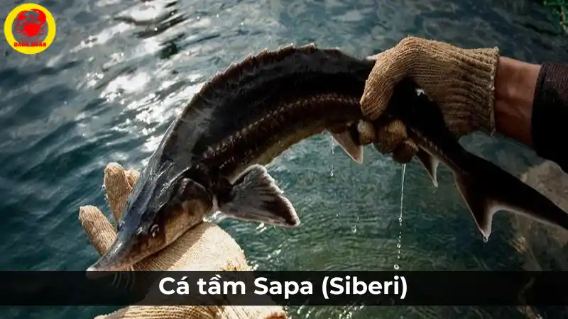 Cá tầm Sapa (Siberi) tươi sống: Bảng giá cá tầm hôm nay.