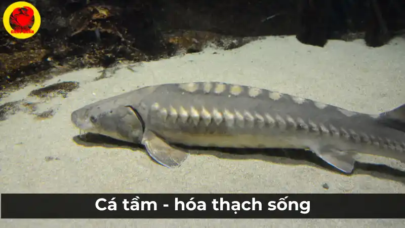 Cá tầm: Hóa thạch sống và so sánh với cá hồi.