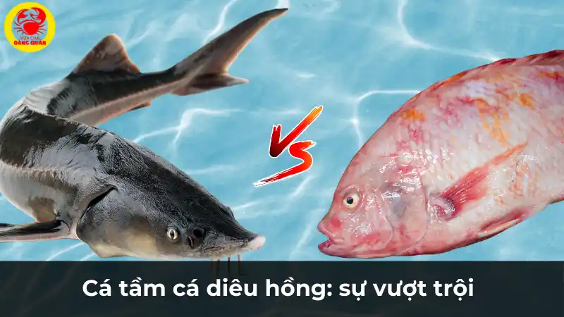 So sánh cá tầm và cá chép: Sự vượt trội về giá trị dinh dưỡng.