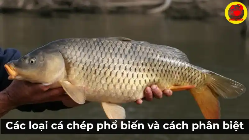 Các loại cá chép phổ biến và cách phân biệt