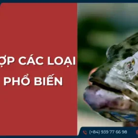 Tổng hợp các loại cá mú phổ biến và đặc điểm nhận dạng.