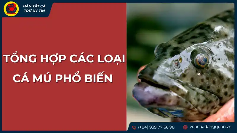 Tổng hợp các loại cá mú phổ biến và đặc điểm nhận dạng.