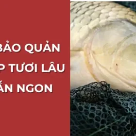 Cách bảo quản cá chép tươi lâu mà vẫn ngon