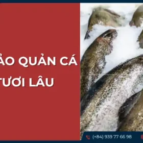 Những con cá mú tươi được sắp xếp gọn gàng, có thể đang được bảo quản lạnh.