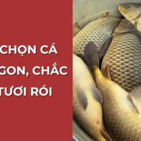 Cách chọn cá chép ngon, chắc thịt tươi rói