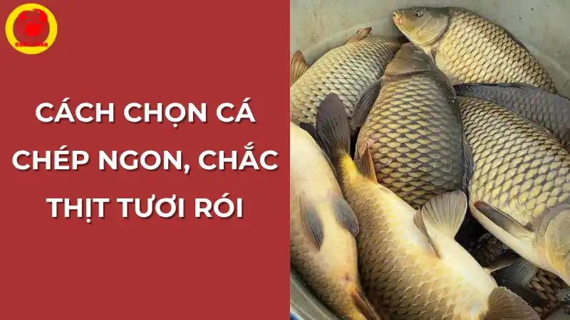 Cách chọn cá chép ngon, chắc thịt tươi rói