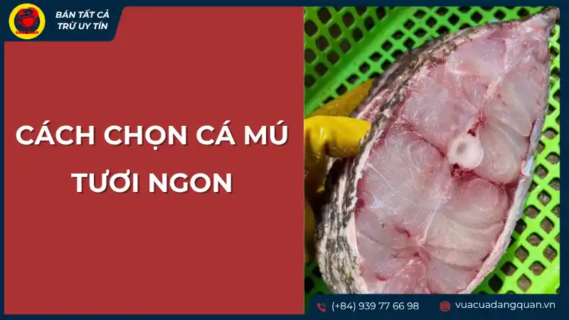 Miếng phi lê cá mú tươi ngon với màu sắc tự nhiên, minh họa cách chọn cá mú tươi ngon.