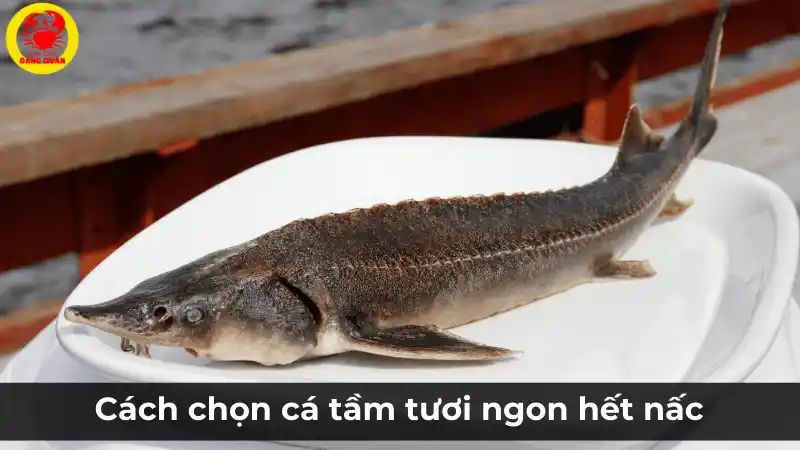 Cách chọn cá tầm tươi ngon hết nấc, chắc thịt.