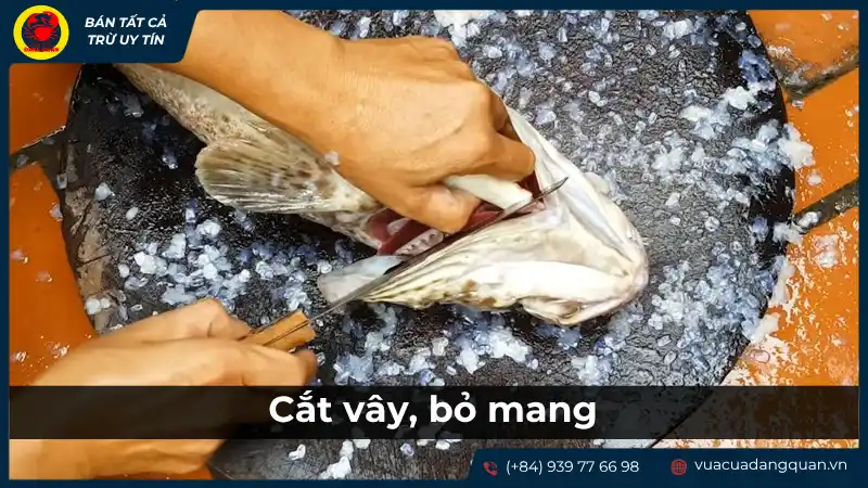 Người đang cắt vây và mang cá mú bằng kéo hoặc dao.