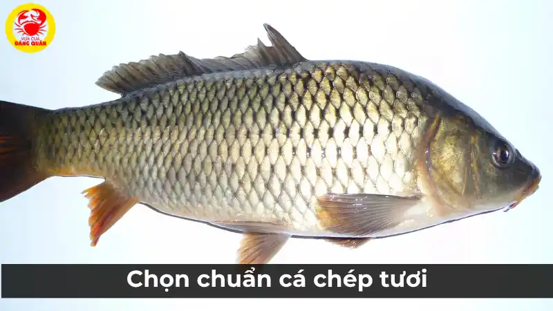 Cách chọn cá chép tươi và sơ chế đúng chuẩn