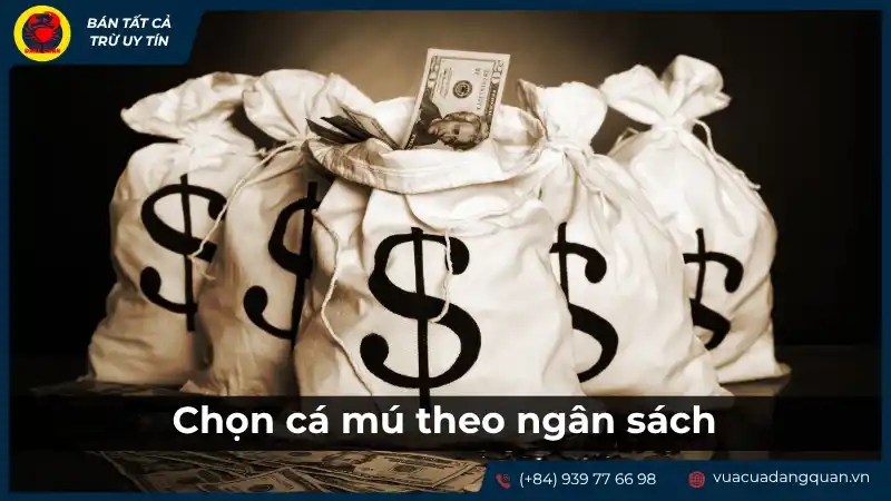 Cách chọn cá mú theo ngân sách: Lời khuyên tài chính khi mua hải sản.