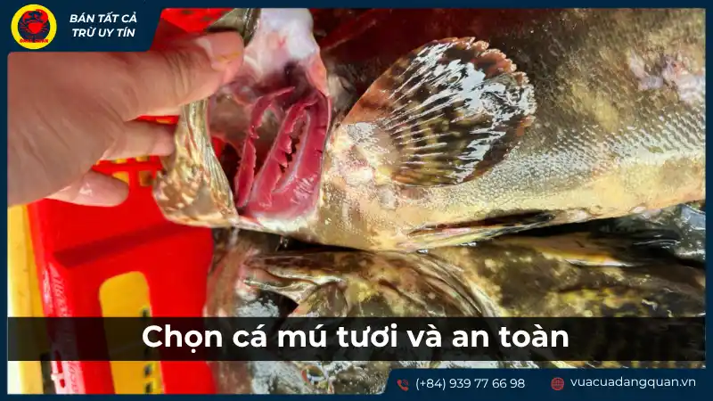 Người đang kiểm tra mang cá mú tươi, minh họa cách chọn cá tươi và an toàn để làm cháo cho bé.