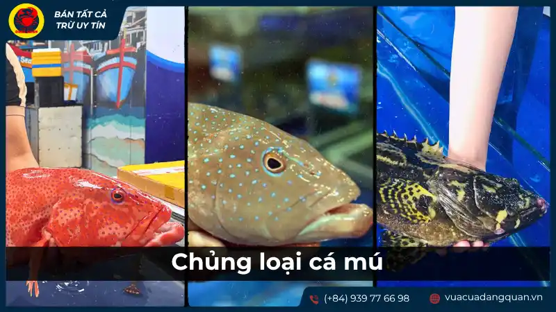 Các loại cá mú khác nhau được bày bán trên quầy, minh họa sự đa dạng về chủng loại cá mú và ảnh hưởng đến giá cả.