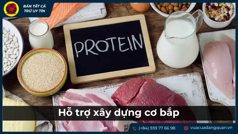 Cá mú: Nguồn protein chất lượng cao hỗ trợ xây dựng cơ bắp.