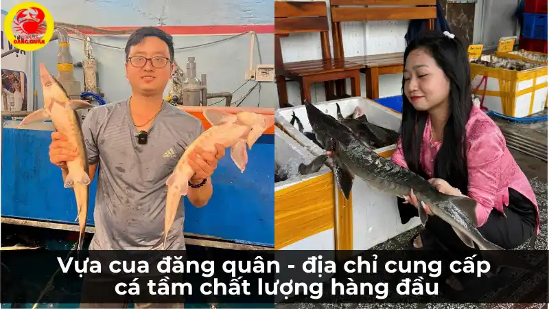 Vựa Cua Đăng Quân cung cấp cá tầm và sụn cá tầm chất lượng hàng đầu.