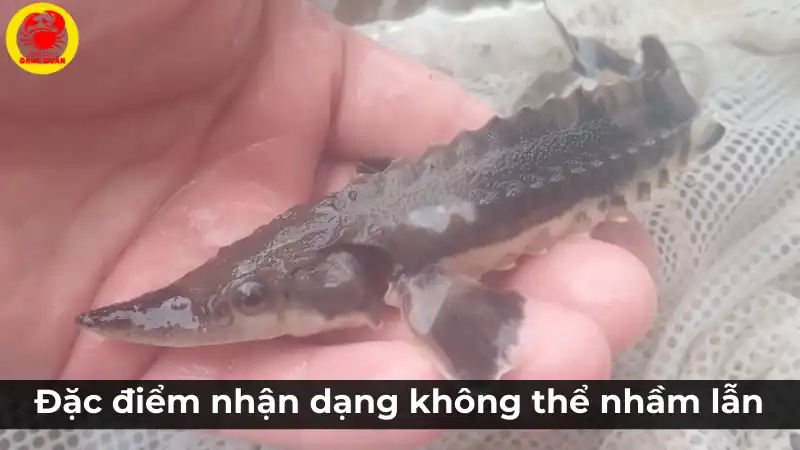 Đặc điểm nhận dạng không thể nhầm lẫn của cá tầm