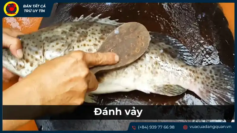Người đang đánh vảy cá mú bằng dao hoặc dụng cụ chuyên dụng.