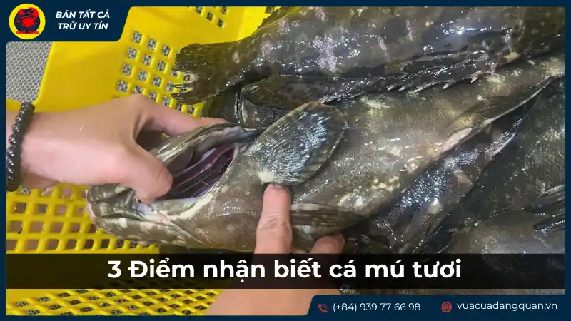 Những con cá mú tươi được bày bán, có thể nhìn rõ mắt trong, mang đỏ, thân chắc, minh họa 3 điểm nhận biết cá mú tươi.
